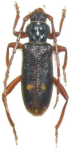 Semanotus japonicus