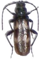 Semanotus undatus