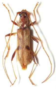 Parasalpinia kojimai