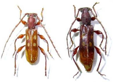 Stenygrium quadrinotatum