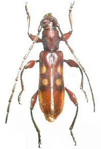 Stenygrium quadrinotatum