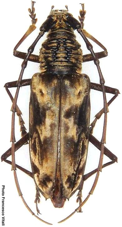 Aeolesthes aurifaber