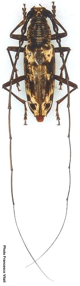 Aeolesthes aurifaber