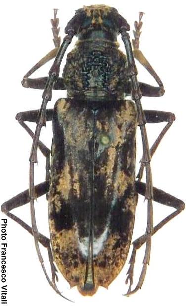 Aeolesthes holosericea