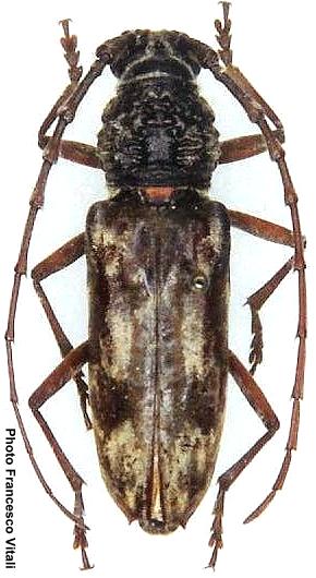 Aeolesthes induta