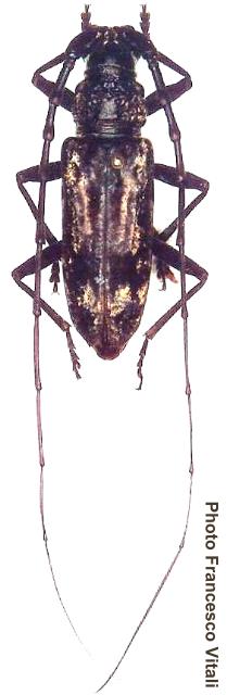 Aeolesthes induta