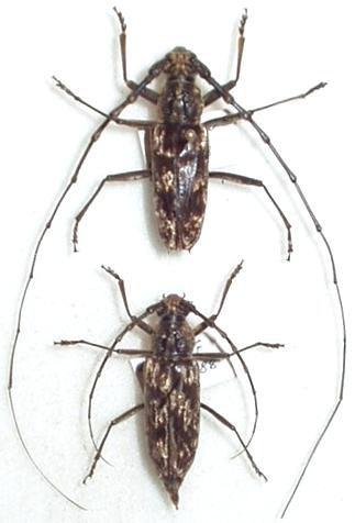 Aeolesthes externa