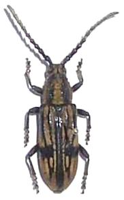 Allodissus sulcatipennis