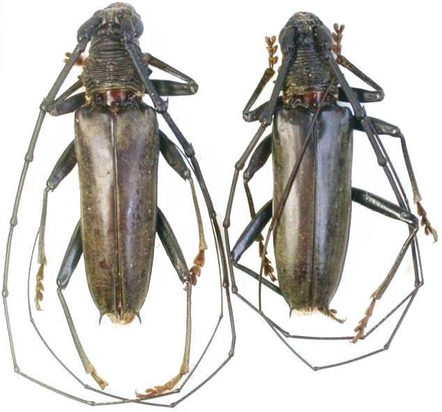 Juiaparus batus lacordairei