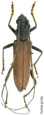 Jupoata rufipennis
