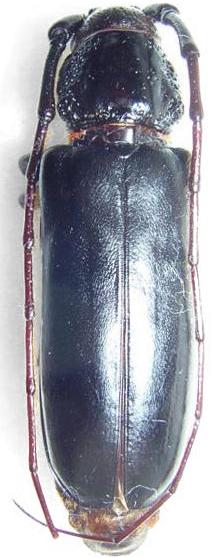 Butherium erythropum