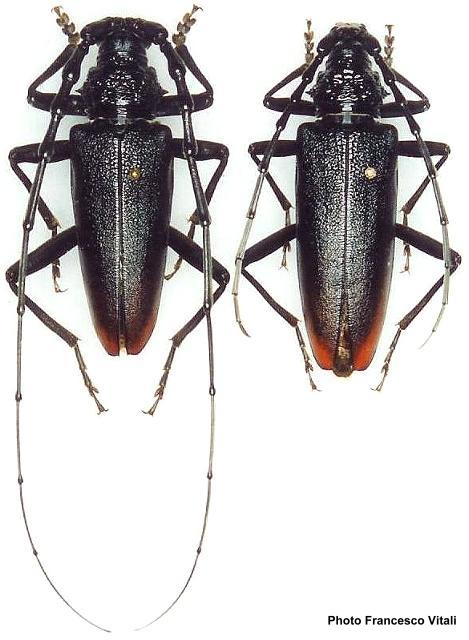 Cerambyx (Cerambyx) cerdo