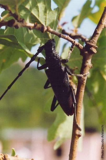Cerambyx (Cerambyx) cerdo