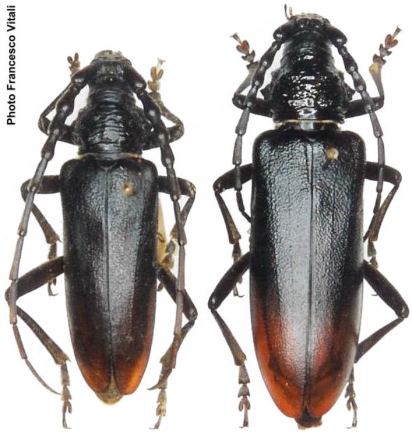 Cerambyx (Cerambyx) miles