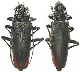 Cerambyx (Cerambyx) miles