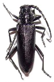 Cerambyx (Cerambyx) nodulosus