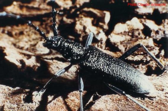 Cerambyx (Microcerambyx) scopolii