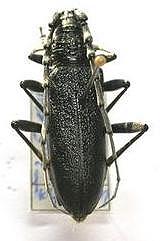 Cerambyx (Microcerambyx) scopolii