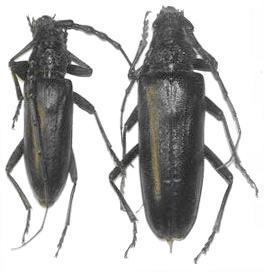 Cerambyx (Cerambyx) welensi