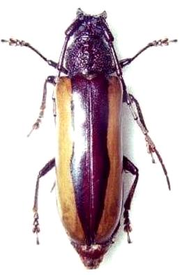 Poeciloxestia dorsalis