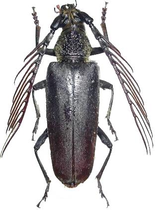 Cyriopalus wallacei