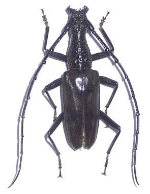 Hoplocerambyx severus