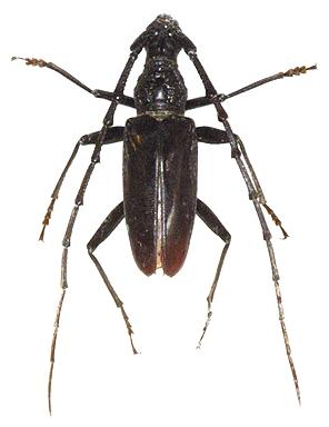 Hoplocerambyx spinicornis