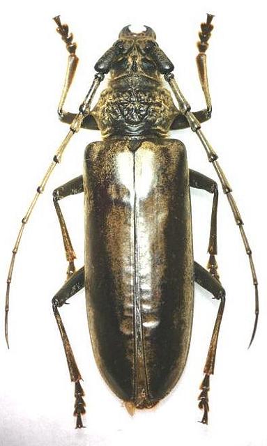 Nadezhdiella japonica