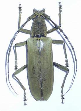 Neocerambyx pubescens