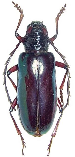 Neoplocaederus gabonicus