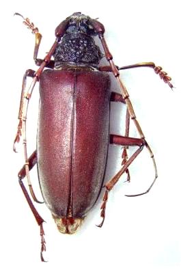 Neoplocaederus humeralis