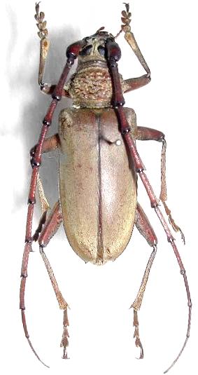 Neoplocaederus obesus