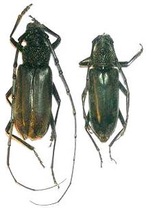 Neoplocaederus viridescens