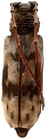 Pachydissus cameronicus