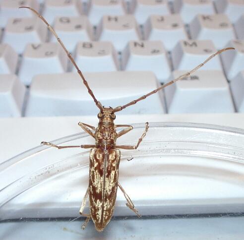 Pseudaeolesthes chrysothryx