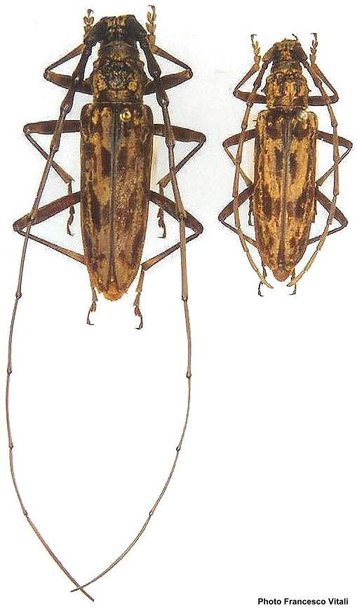 Pseudaeolesthes chrysothryx