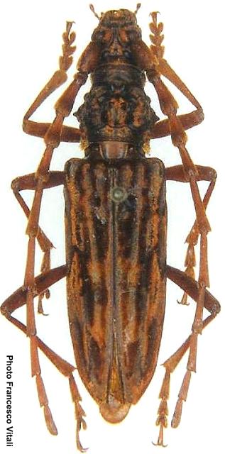Pseudaeolesthes rufimembris