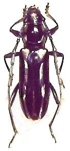 Ptycholaemus troberti