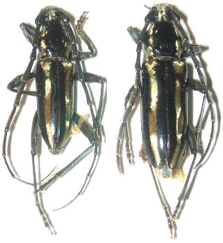 Ptycholaemus troberti