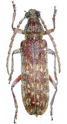 Rhytidodera bowringi