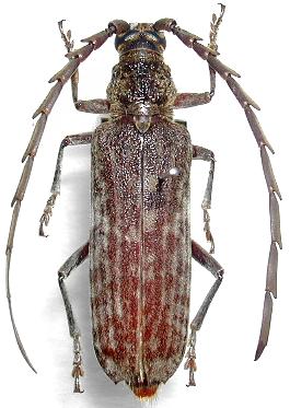 Rhytidodera grandis