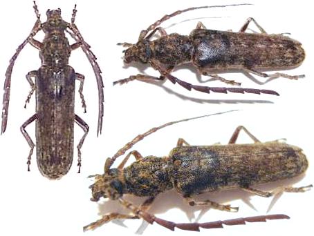 Rhytidodera simulans