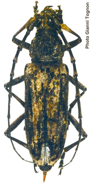 Trirachys acanthophorus
