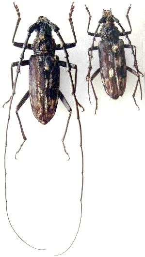 Trirachys orientalis