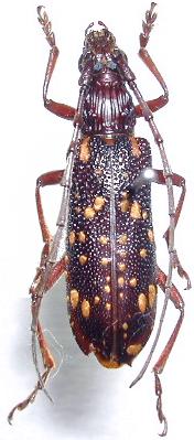 Xoanodera (Xoanodera) maculata