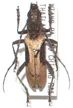 Xoanodera (Xoanodera) regularis