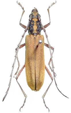 Zegriades maculicollis