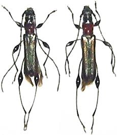 Artimpaza setigera japonica