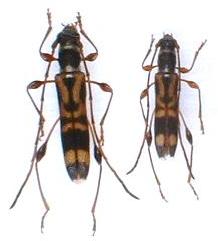 Cleomenes takiguchii