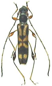 Cleomenes takiguchii